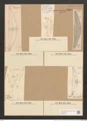 Brebissonia boeckii (Kütz.) Grun. (de-Toni-Nr.: Genus 24, Species 1242) Zeichnungen Sammlung Grunow Nr. 2381 (NHMW-BOT-W0369520)